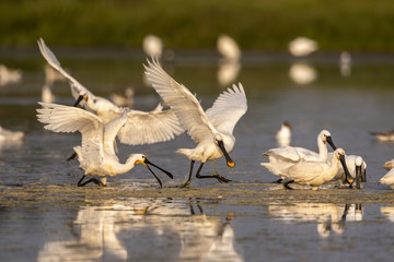 Spatule blanche (Platalea leucorodia - Eurasian Spoonbill)