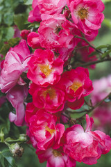 Red, pink, white Roses and rose hips, large flowers and inflorescences after rain with drops on the petals on a beautiful blurred green background