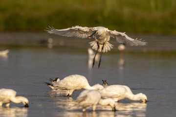 Spatule blanche (Platalea leucorodia - Eurasian Spoonbill)
