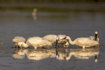 Spatule blanche (Platalea leucorodia - Eurasian Spoonbill)