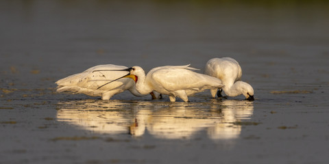 Spatule blanche (Platalea leucorodia - Eurasian Spoonbill)