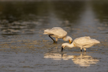 Spatule blanche (Platalea leucorodia - Eurasian Spoonbill)
