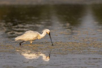 Spatule blanche (Platalea leucorodia - Eurasian Spoonbill)