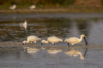 Spatule blanche (Platalea leucorodia - Eurasian Spoonbill)