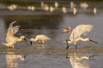Spatule blanche (Platalea leucorodia - Eurasian Spoonbill)