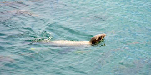 Sealion