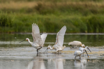 Spatule blanche (Platalea leucorodia - Eurasian Spoonbill)