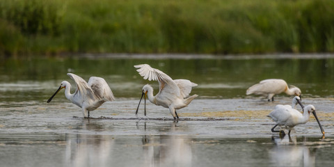 Spatule blanche (Platalea leucorodia - Eurasian Spoonbill)