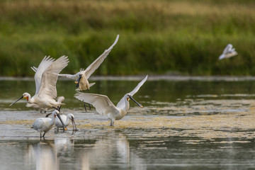 Spatule blanche (Platalea leucorodia - Eurasian Spoonbill)