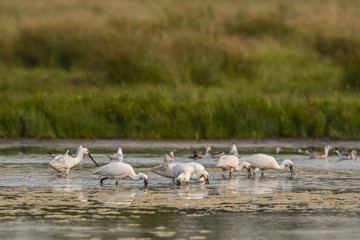 Spatule blanche (Platalea leucorodia - Eurasian Spoonbill)