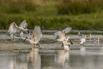 Spatule blanche (Platalea leucorodia - Eurasian Spoonbill)