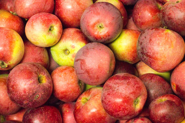 Red apples in autumn