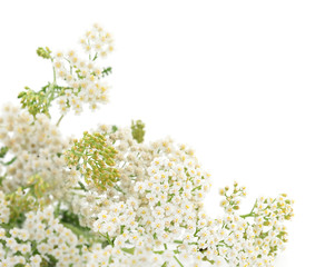Yarrow leaf and flowers isolated.