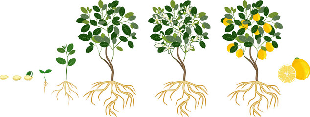 Life cycle of lemon tree. Stages of growth from seed and sprout to adult plant with fruits - Powered by Adobe