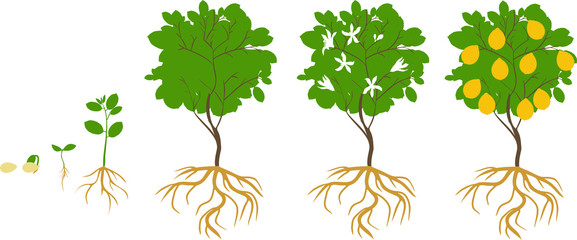 Life cycle of lemon tree. Stages of growth from seed and sprout to adult plant with fruits