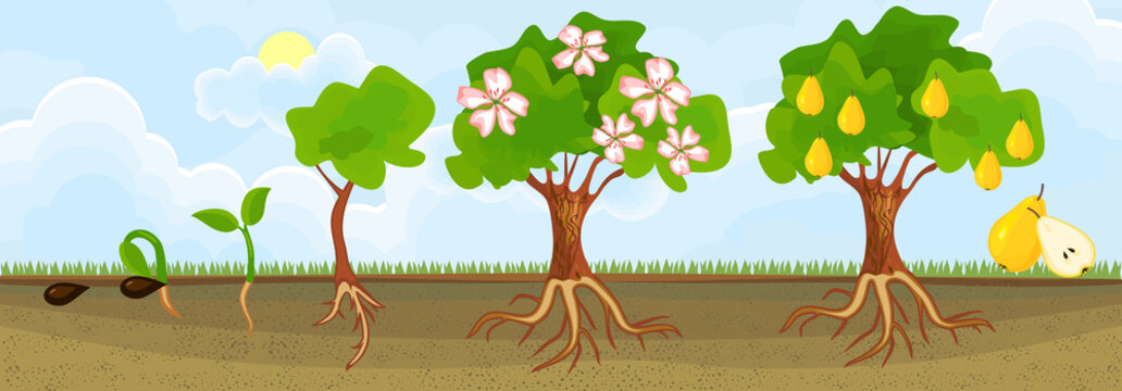 Life cycle of pear tree. Stages of growth from seed and sprout to adult plant with fruits