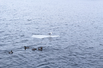 Obraz premium A lone seagull is floating on an ice floe. Several wild ducks swim near by. Cold water around. Natural background