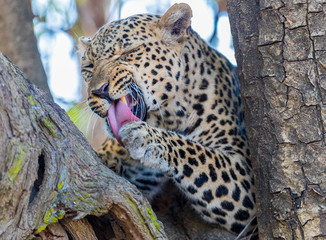 African leopard (Panthera pardus pardus), resting in a tree, licking its paws after eating, South...