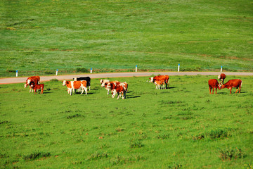 A herd of cattle on the prairie