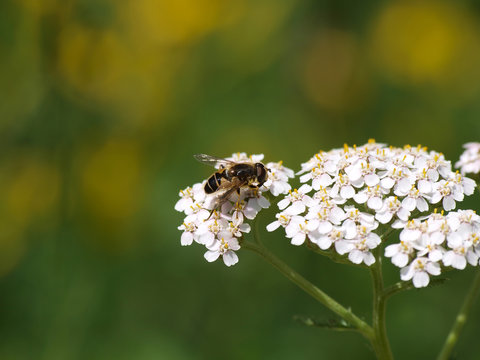 Eristalis tenax. L'éristale tenace ou éristale gluant, une espèce de mouche ressemblant à une abeille appartenant à la famille des Syphidae, le plus commun des éristales.