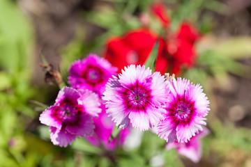 Flowers of garden perennial carnations