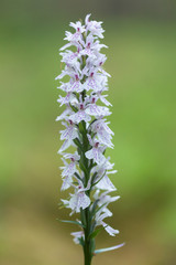Marsh orchid or spotted orchid in Leningrad region