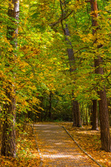 Fototapeta na wymiar Vertical picture of an autumn landscape in a city park