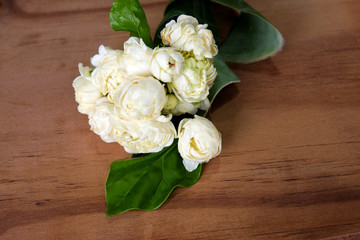 Jasmine on wooden floor