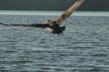 Pelícano Volando