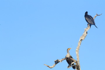 Aves Yucatecas Marins