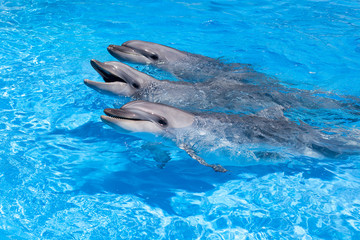 Three dolphins looking out of the blue water close up