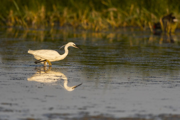 Aigrette garzette (Egretta garzetta - Little Egret)