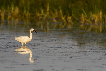 Aigrette garzette (Egretta garzetta - Little Egret)