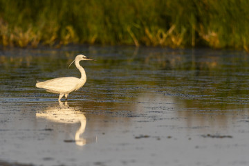 Aigrette garzette (Egretta garzetta - Little Egret)