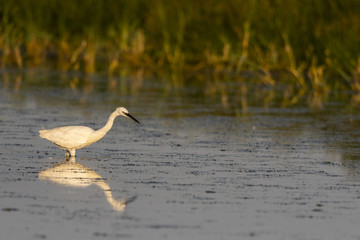 Aigrette garzette (Egretta garzetta - Little Egret)