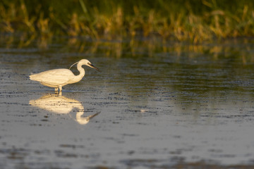 Aigrette garzette (Egretta garzetta - Little Egret)