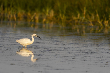 Aigrette garzette (Egretta garzetta - Little Egret)