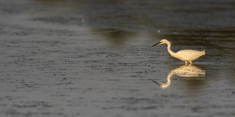 Aigrette garzette (Egretta garzetta - Little Egret)
