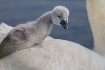 Cygneau - Cygnon - Cygne tuberculé (Cygnus olor - Mute Swan)