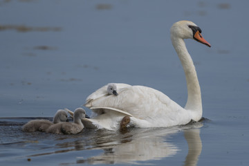 Famille de Cygne tuberculé (Cygnus olor - Mute Swan)