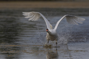 Cygne tuberculé (Cygnus olor - Mute Swan)
