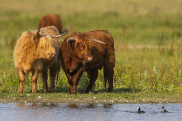 Vaches Highland Cattle (écossaises) pour l'entretien du marais
