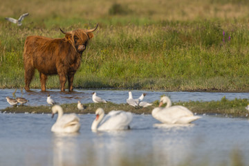 Vaches Highland Cattle (&eacute;cossaises) pour l'entretien du marais
