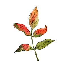Fresh green and red leaf isolated on white background. Hand drawn watercolor and ink illustration.
