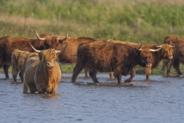 Vaches Highland Cattle (écossaises) pour l'entretien du marais