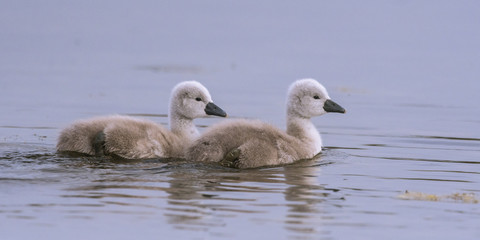 Cygneau - Cygnon - Cygne tuberculé (Cygnus olor - Mute Swan)