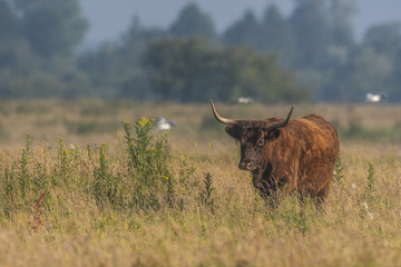 Vaches Highland Cattle (écossaises) pour l'entretien du marais