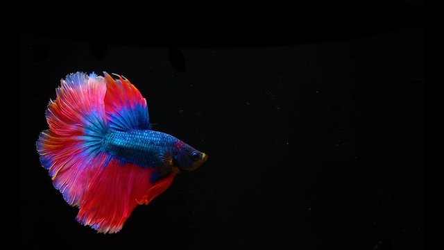 Super slow motion of colourful fighting fish on a black background