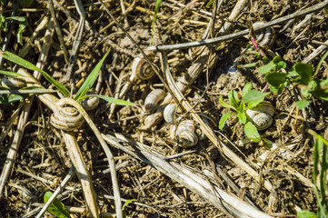 snails in the forest
