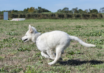 Fototapeta premium white swiss shepherd in obedience